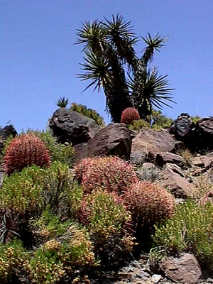 Barrel cactus near Piute Mts.